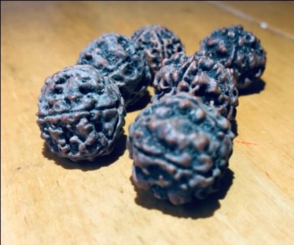 Rudraksha 2 FACE single bead